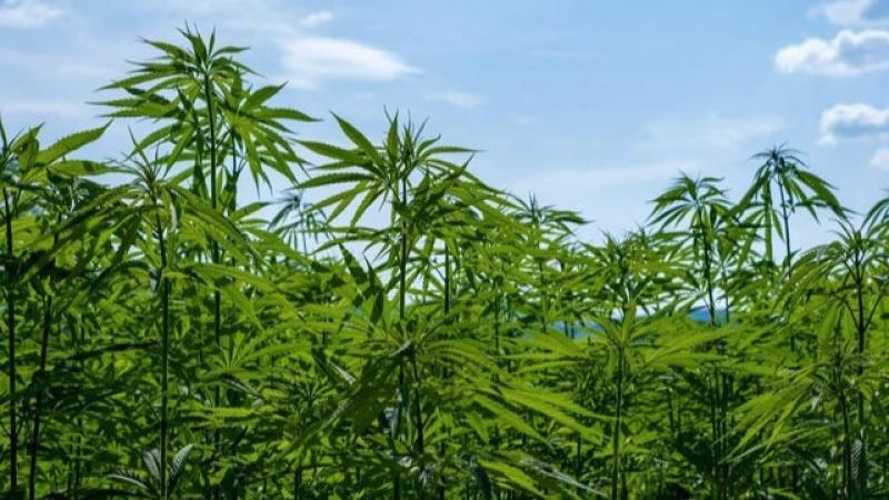 Midagri pone a consulta reglamento para la producción y comercialización del cáñamo