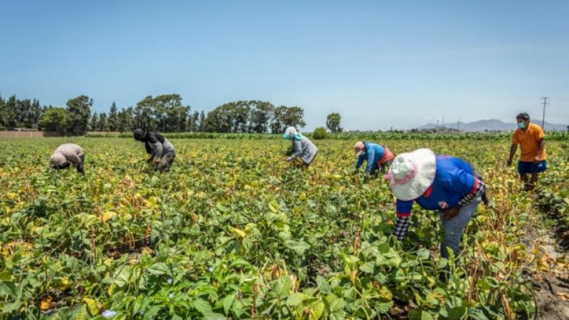 Midagri: Producción nacional agropecuaria cae 1.6% en junio de 2022