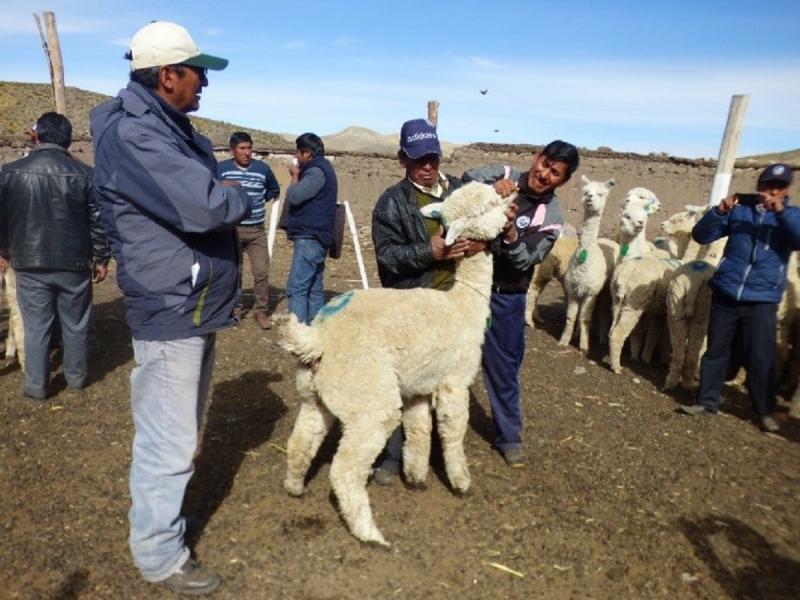 Minagri capacita a 94 promotores alpaqueros de Puno y Ayacucho