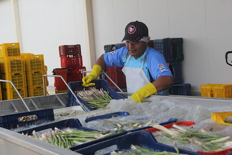 Minagri cofinanció moderna planta de procesamiento de espárragos en La Libertad