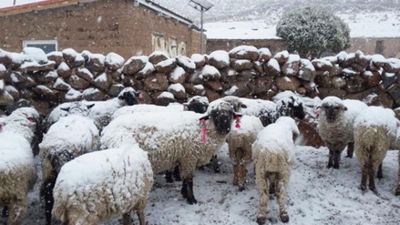 Minagri monitorea efectos de heladas y nevadas en cultivos y ganado