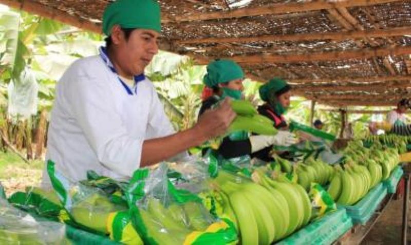 Minagri propone crear instituto especializado en el banano orgánico