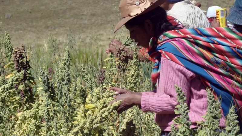 Minagri protege más de 1.500 variedades de cultivos nativos en dos zonas de agrobiodiversidad