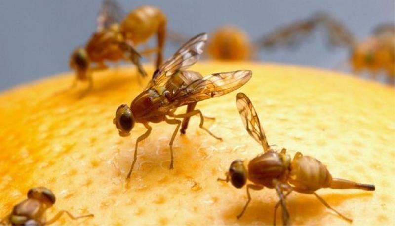 Mosca de la fruta será erradicada completamente del sur del país a fines de 2019