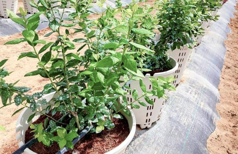 Nace en Piura un complejo agroindustrial enfocado en el arándano