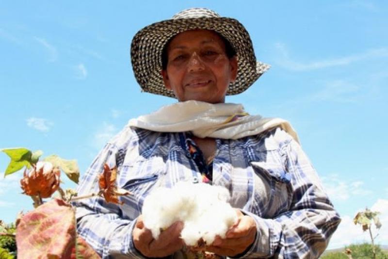 No menos de 8.400 familias cultivan algodón en nuestro país