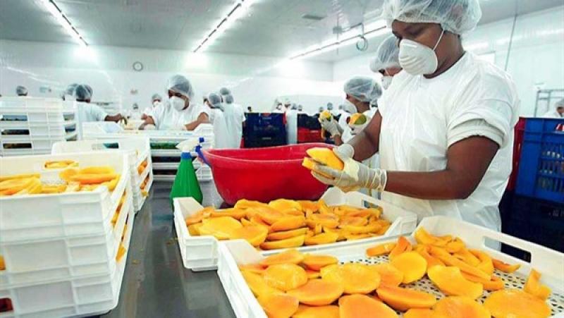 Norandino proyecta exportar 70 toneladas de pulpa de mango orgánico en la campaña 2024/2025
