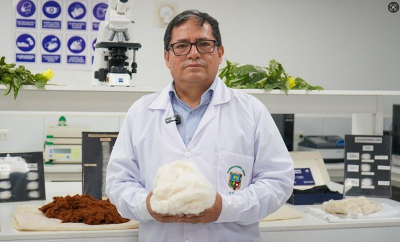 Nueva variedad de algodón mejorado busca impulsar la producción textil peruana