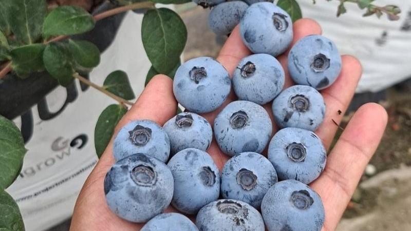 Nueva variedad de arándano desarrollada por la Universidad de Florida demuestra su valor en Perú