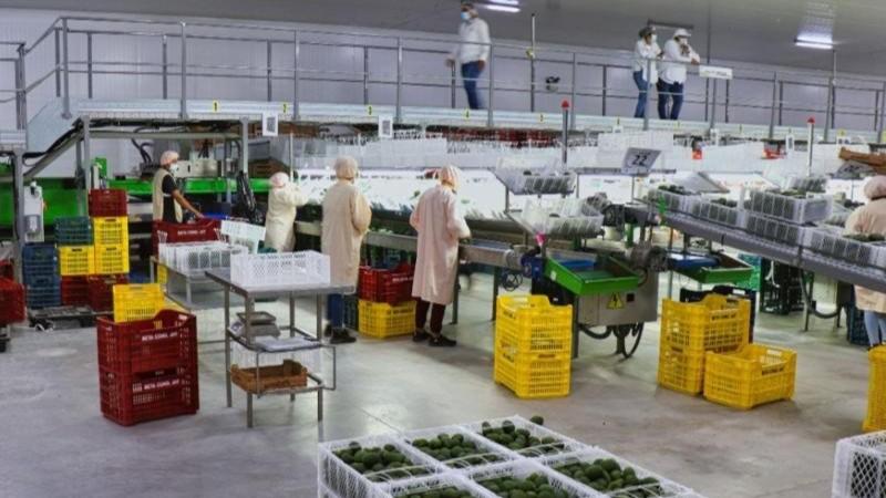 Número de empresas agroexportadoras alcanzaron las 2.149 en la primera mitad del 2025, mostrando un aumento de 5.1%