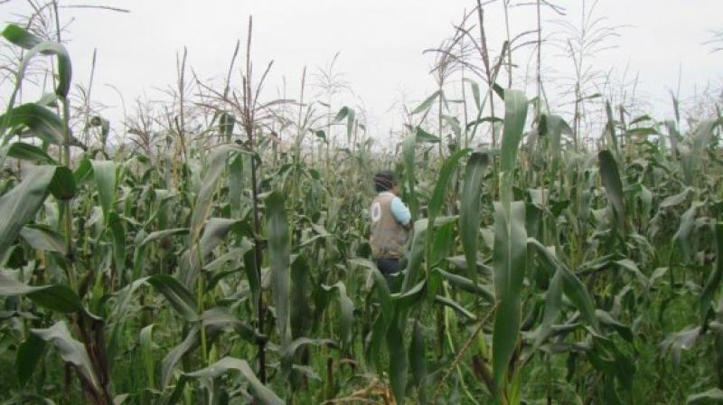 OEFA detecta primeros campos de cultivo con Organismos Vivos Modificados en Perú