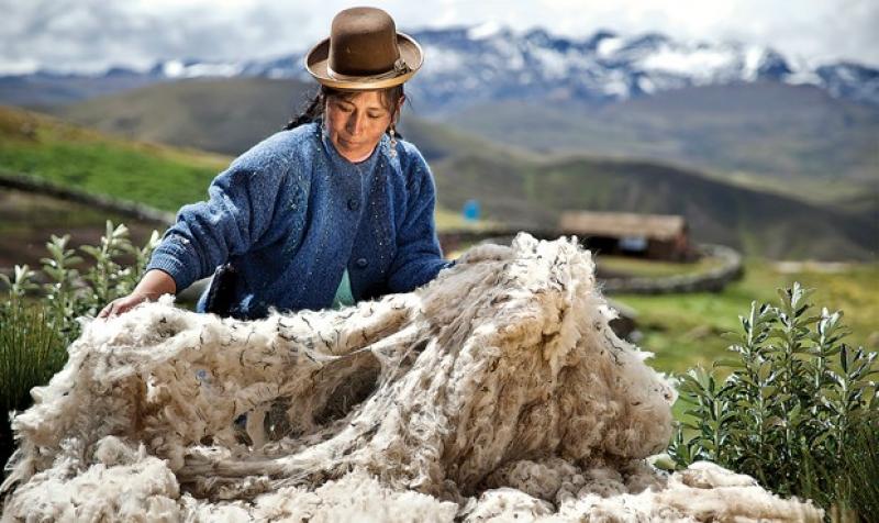 OFERTA DE FIBRA DE ALPACA PERUANA REPRESENTA EL 80% DEL MUNDO