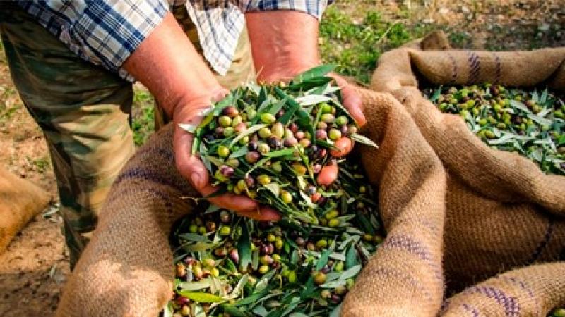 Olivos del Sur pone en valor su experiencia en distribución para captar nuevas marcas