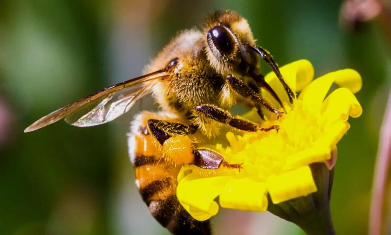 ONU anima a proteger a las abejas para garantizar la seguridad alimentaria