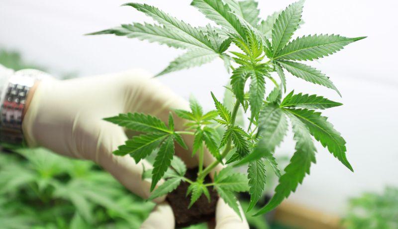 Organizan primer taller sobre industria de la marihuana en Perú