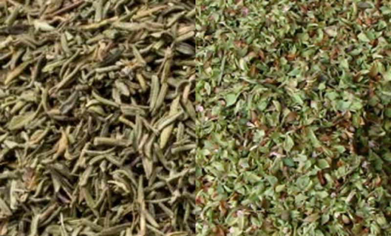 OUTSPAN PERÚ EXPORTARÍA 407 TONELADAS DE ORÉGANO ESTE AÑO