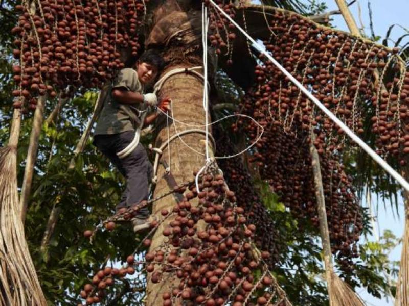 Pacaya Samiria: Sernanp y comunidades suscriben acuerdos para aprovechar aguaje