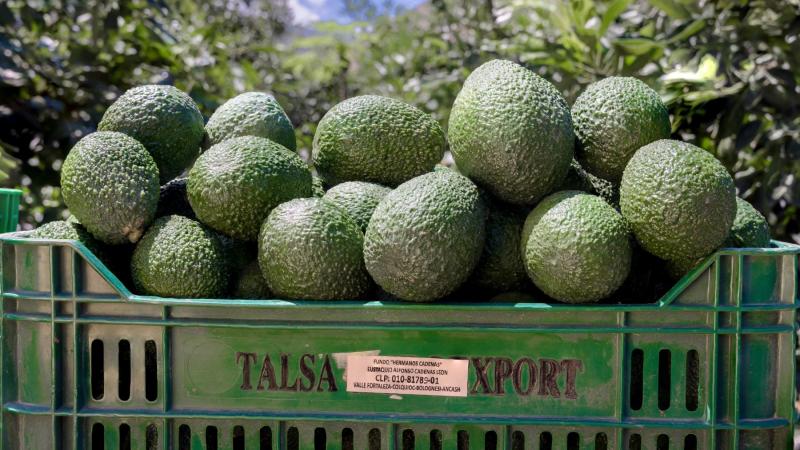 Palta Hass se convierte en producto estrella de Áncash
