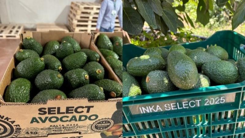 Paltas y uvas peruanas buscan nuevos destinos ante mercados saturados