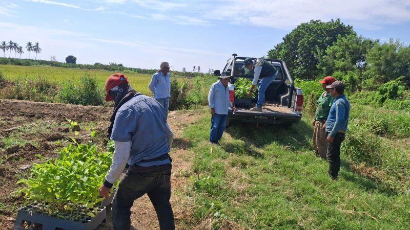 Parcelas de maracuyá buscan reducir impacto del Fusarium en banano de Piura