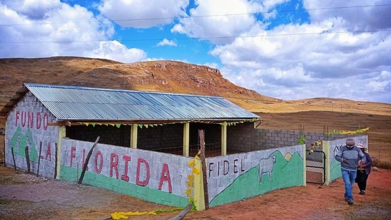 Pasco: Agro Rural construye 100 cobertizos para proteger a 10.000 cabezas de ganado