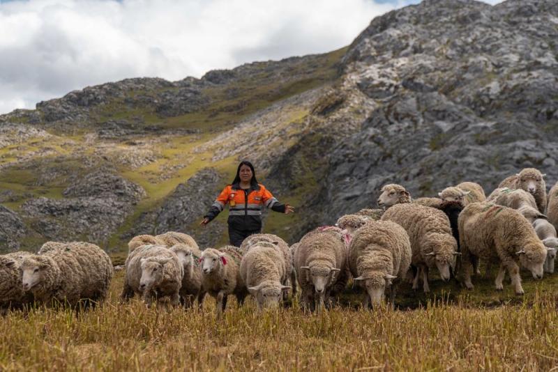 Pasco: proyecto de cadena productiva de ovinos de Nexa contribuye con la crianza de corderos de raza mejorada
