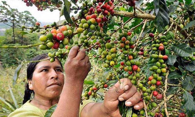 PÉRDIDAS POR BAJOS PRECIOS DEL CAFÉ ASCENDERÍAN A S/ 800 MILLONES EN COSECHA 2016