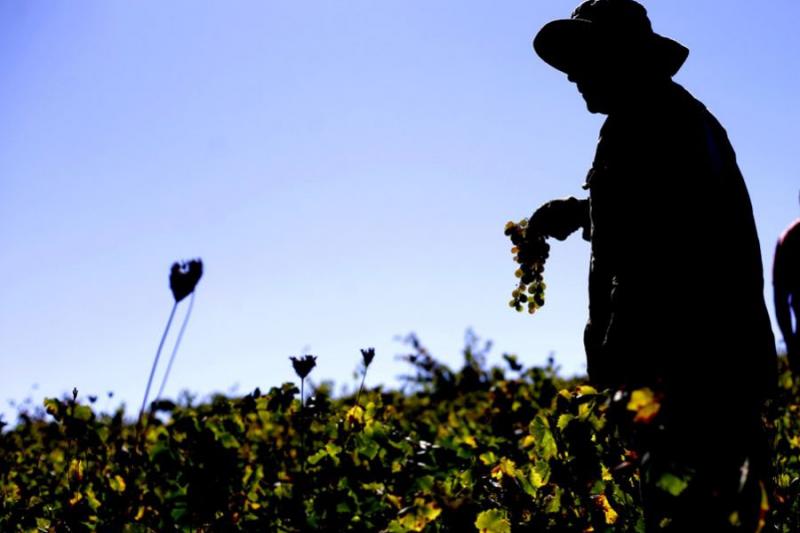 Perú apuesta por el vino como nueva arma para potenciar el boom gastronómico