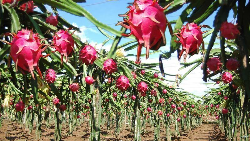 Perú avanza en el mercado global de pitahaya: las claves para garantizar su crecimiento sostenible
