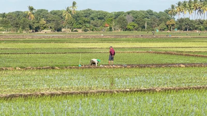 Perú: avanza proyecto impulsará una producción de arroz más sostenible y resiliente