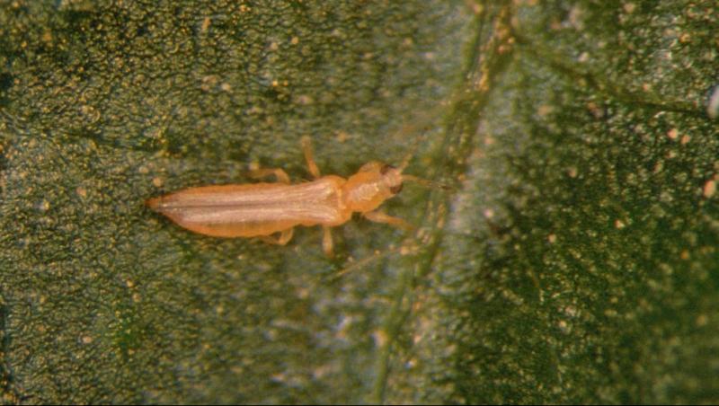 Perú: declaran la plaga Frankliniella australis bajo control oficial a nivel nacional
