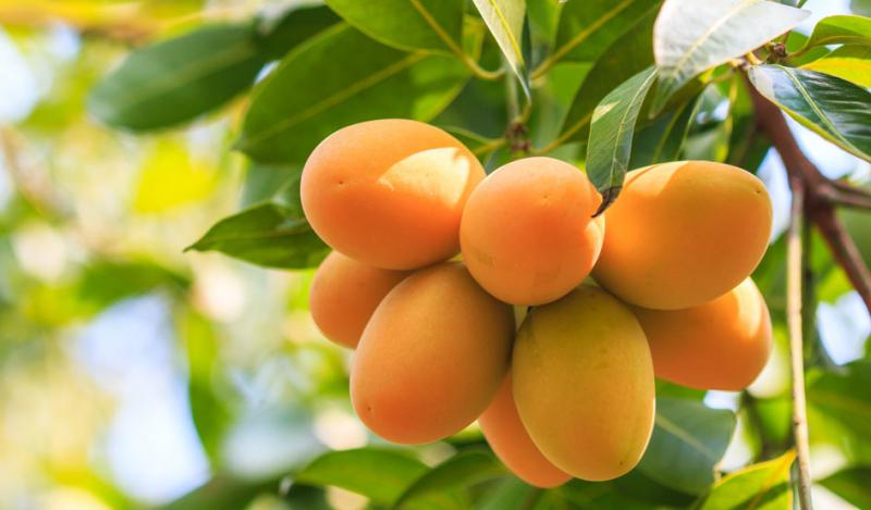 Perú es el tercer mayor exportador de mangos en el mundo