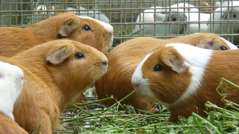 Perú es líder en el área andina en producción y mejoramiento genético de cuyes