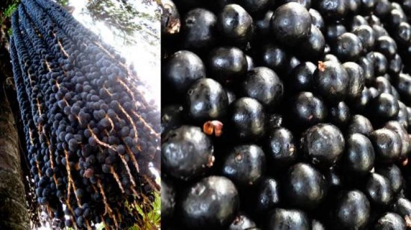 Perú exportó 313.1 toneladas de açaí en 2024