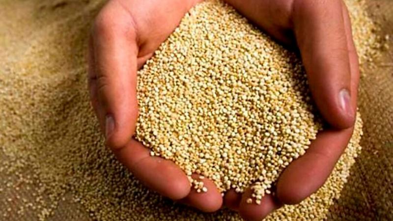 Perú exportó 4.730 toneladas de quinua por US$ 11.40 millones en enero de 2025, mostrando un alza de 28% en volumen y 24% en valor