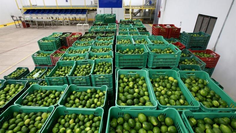 Perú exportó 40.378 toneladas de limón fresco por US$ 36 millones