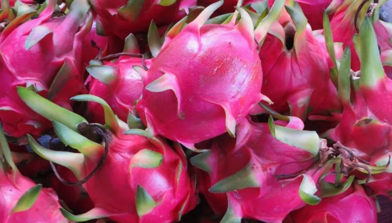 Perú exportó 422 toneladas de pitahaya por US$ 1.380.000 en 2024, reflejando un aumento de 294% en volumen y 448% en valor