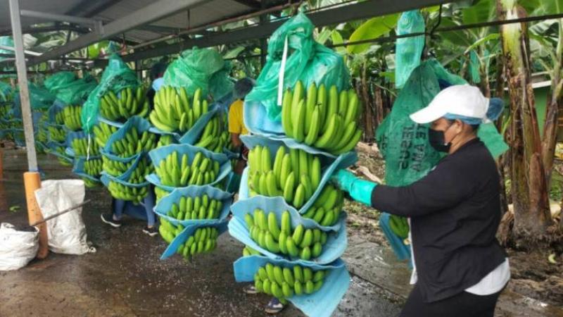 Perú exportó 51.418 toneladas de banano fresco en lo que va de 2024, registrando una caída de -15%