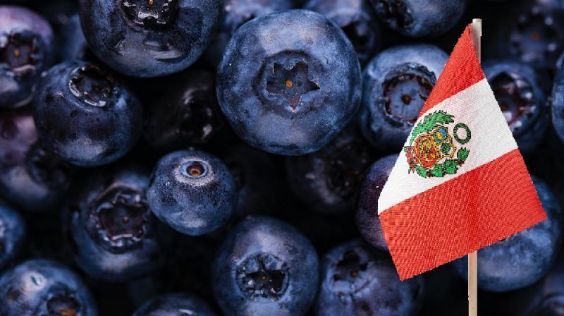 Perú exportó a Estados Unidos 764 toneladas de arándanos por US$ 5 millones entre las semanas 18 y 25 de la campaña 2025/2026