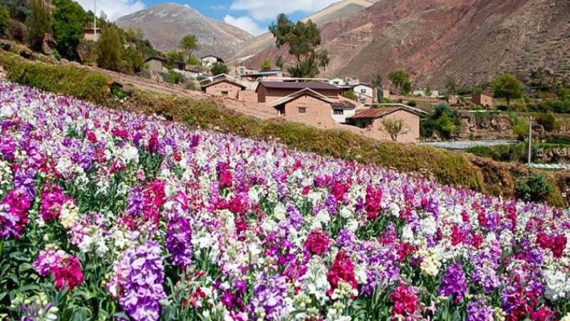 Perú exportó flores frescas por US$ 1.2 millones en primer bimestre de 2025