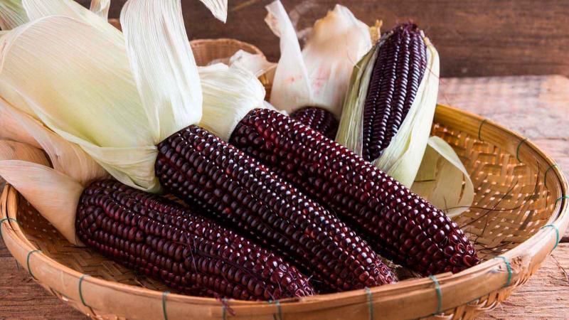 Perú exportó US$ 2.4 millones en maíz morado durante 2025