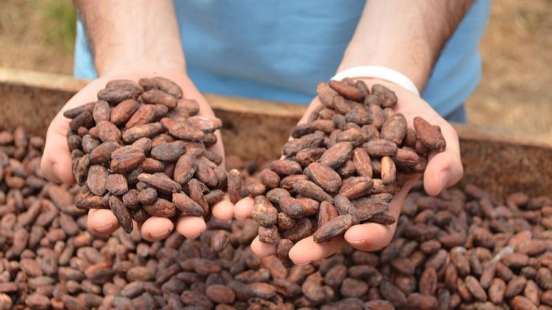 Perú impulsa exportaciones de cacao en grano y se consolida en el mercado internacional