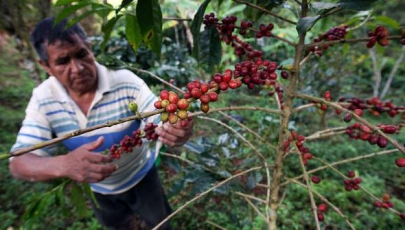 Perú inicia programa de renovación de cafetos