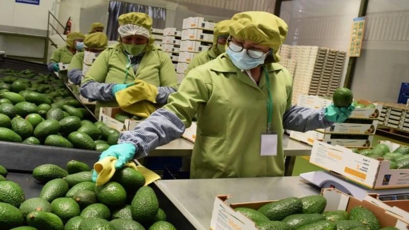 Perú lidera crecimiento regional de exportación no tradicional de los últimos 5 años