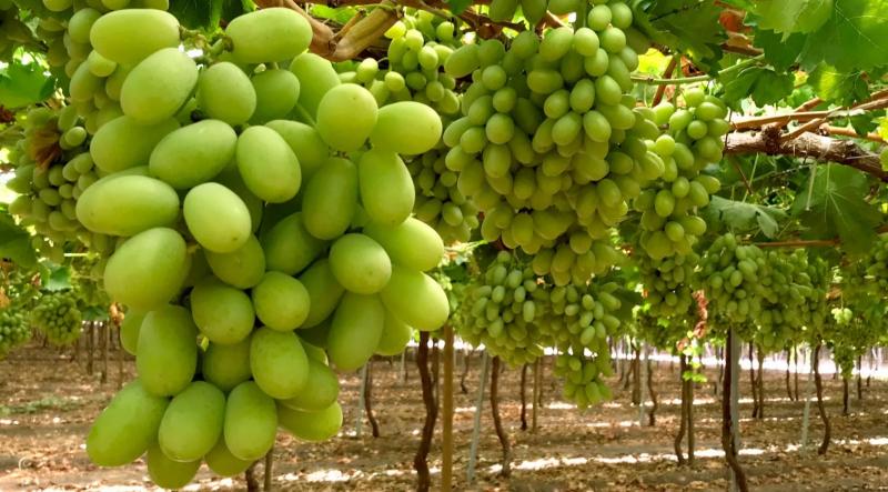 Perú lidera exportaciones mundiales de uva de mesa mientras China crece como competidor clave