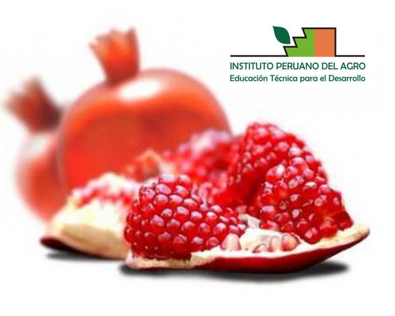 PERÚ: LLEGARÁN DE ISRAEL 6 NUEVAS VARIEDADES DE GRANADAS EN 2014