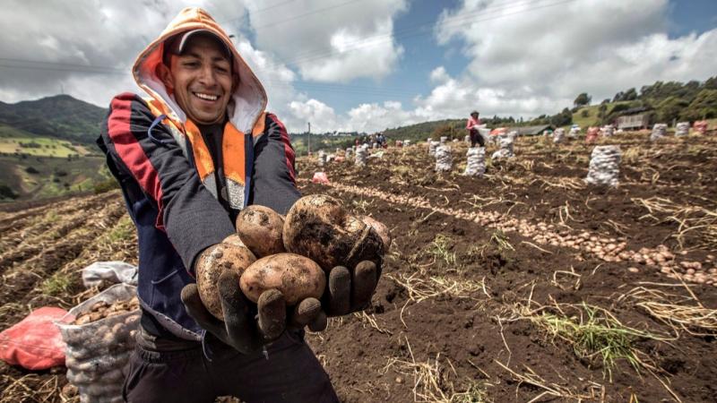 Perú logra el acceso para la exportación de papa fresca a Brasil