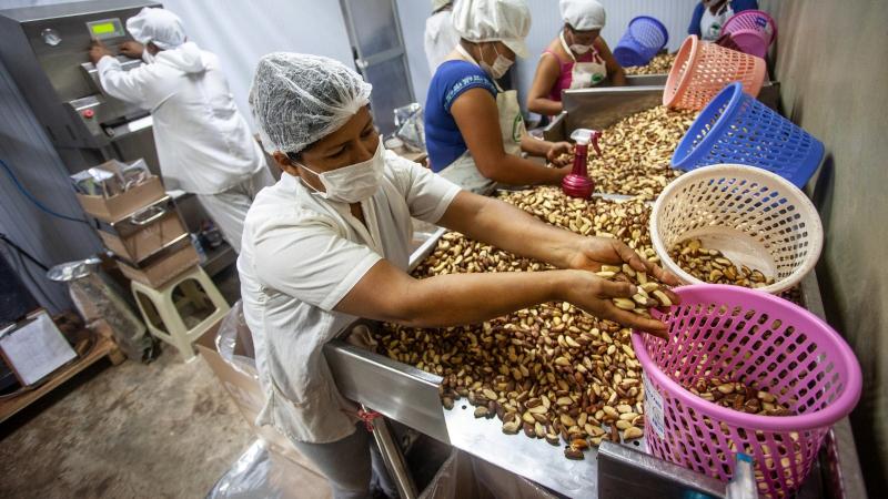 Perú logra su primer envío de castaña a China
