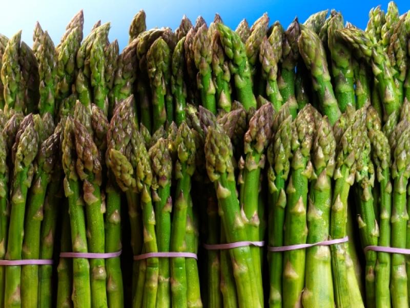 PERÚ MOSTRARÁ AL MUNDO SITUACIÓN E IMPORTANCIA DEL ESPÁRRAGO