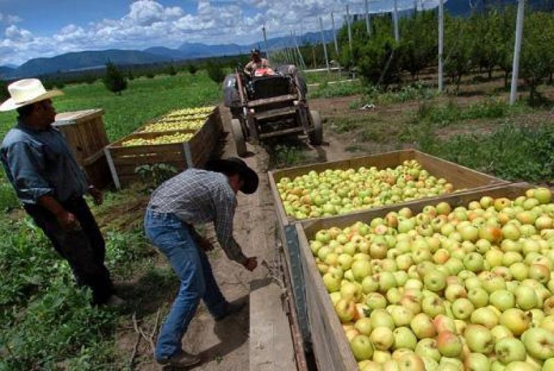 PERÚ: ORGANIZAN CURSO PARA REPOTENCIAR CULTIVO DE MANZANAS 